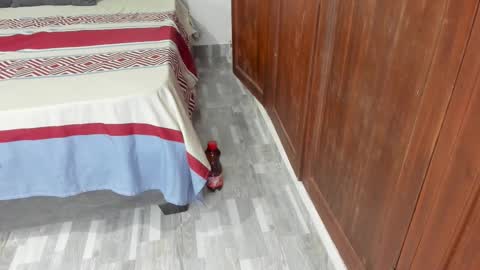 Snapshot of sophiia88 chatting on February 19, 12:23 pm Shopiia88 online show from February 19, 12:23 pm