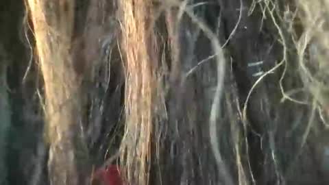 starjewelsxo12 online show from March 6, 3:30 pm