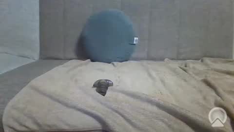 Snapshot of sub_12107 chatting on June 10, 8:41 pm sub_12107 online show from June 10, 8:41 pm