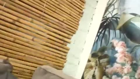 tacovegan4 online show from December 5, 5:20 pm