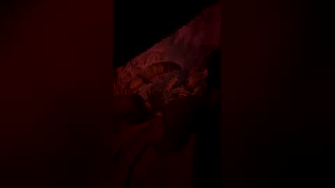 tacovegan4 online show from January 6, 7:23 am