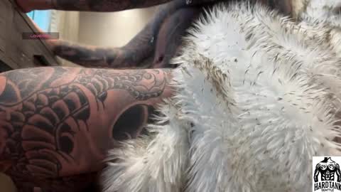 Tank Guy online show from April 2, 9:45 pm