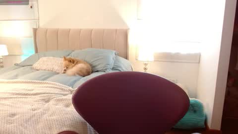   online show from January 2, 8:35 pm