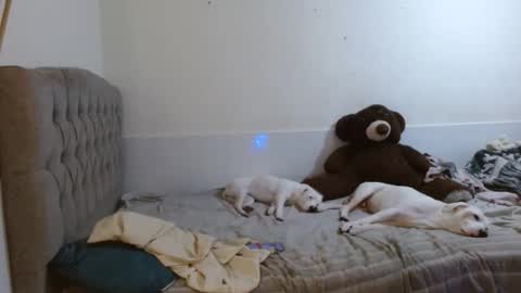 tini_mix206927 online show from April 18, 8:31 pm