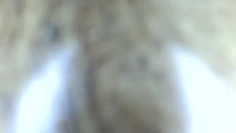tinypecker6 online show from June 8, 5:57 pm
