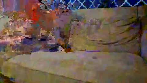 trex23rd online show from December 2, 9:54 pm