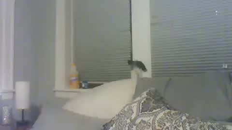 Amber White online show from February 10, 10:30 am