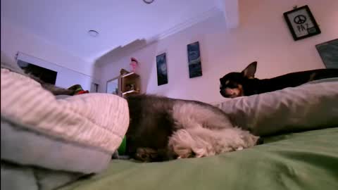 veronica online show from January 17, 10:46 pm