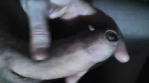   online show from October 30, 7:36 pm