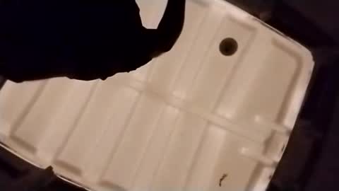 waffywaff77 online show from December 4, 1:09 pm