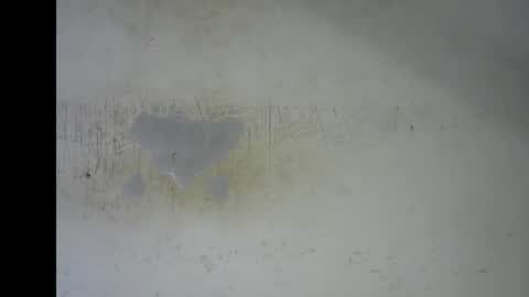 Bella online show from January 12, 7:19 pm