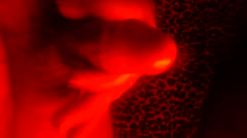 Snapshot of whor4mor chatting on January 7, 1:03 pm whor4mor online show from January 7, 1:03 pm