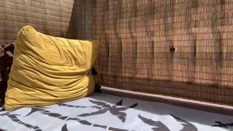 Sweetdog online show from September 11, 5:46 pm