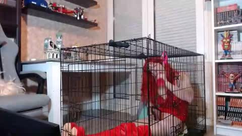 Owned by Hell On Heels online show from February 20, 7:47 pm