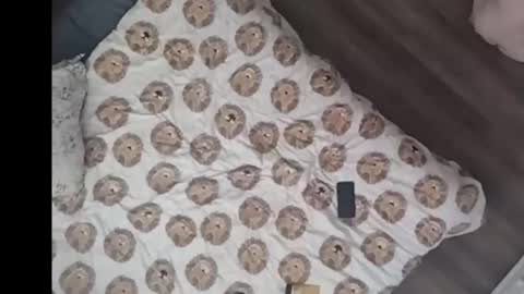 Snapshot of yourstrulyduh chatting on March 15, 3:07 pm Dan online show from March 15, 3:07 pm