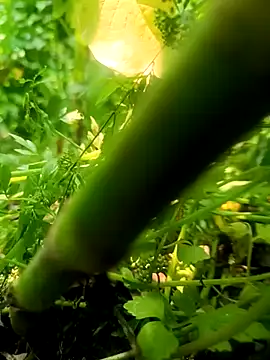 imrandidar22 online show from March 20, 6:19 am