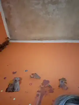 ducicsajsziii online show from February 11, 1:16 pm