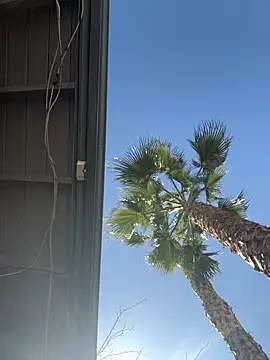 starrynikki online show from February 6, 8:01 pm