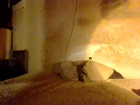 Nightshade7712 online show from February 27, 8:50 am