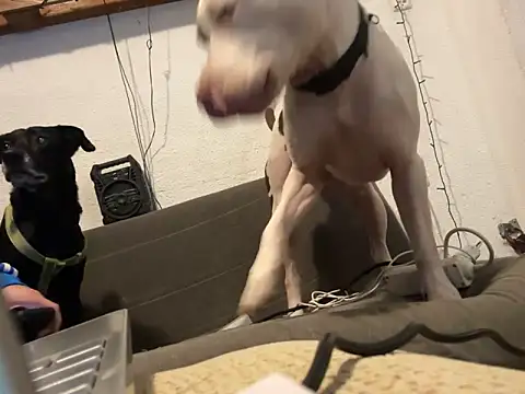 Snapshot of EnricoGio chatting on December 17, 11:49 pm EnricoGio online show from December 17, 11:49 pm