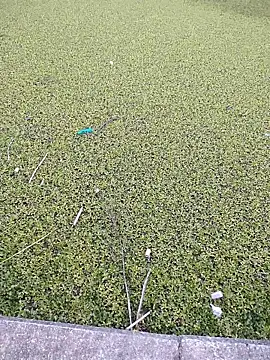 Snapshot of Eduardoxxx51 chatting on December 3, 10:19 pm Eduardoxxx51 online show from December 3, 10:19 pm