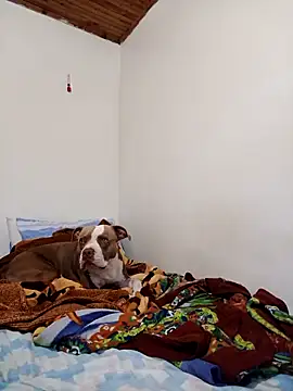 sebasxx97 online show from November 12, 2:17 pm