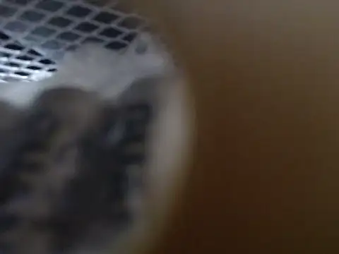 lovense test04 online show from October 31, 9:21 am