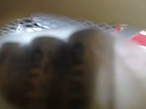 lovense test04 online show from February 11, 1:32 am