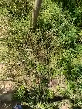 kalakim online show from March 18, 7:30 am