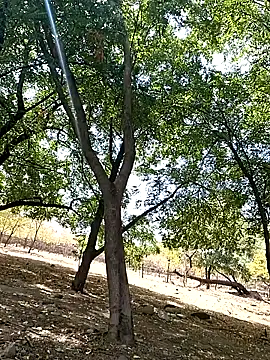 Liancy online show from October 9, 6:50 pm