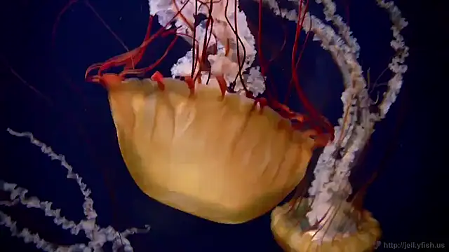 streamy test11 online show from November 21, 8:57 am