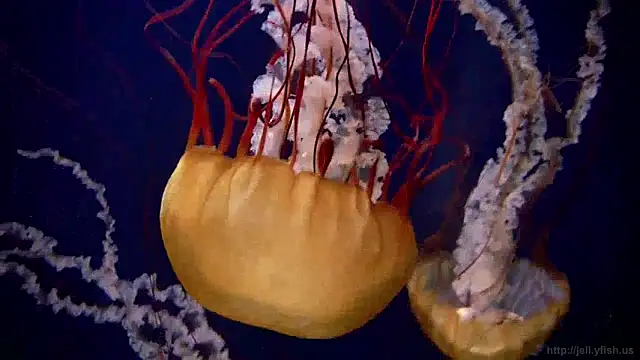 streamy test12 online show from December 5, 8:11 am