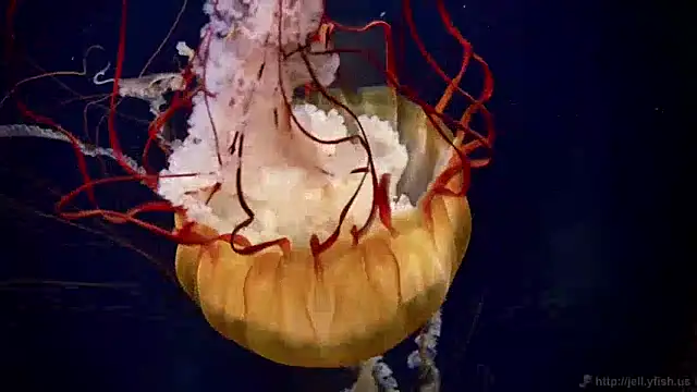 streamy test12 online show from December 9, 8:11 am