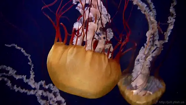 streamy test12 online show from December 19, 11:07 am