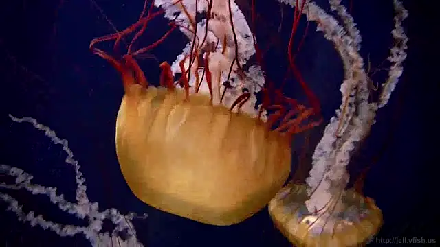 streamy test12 online show from December 24, 8:11 am