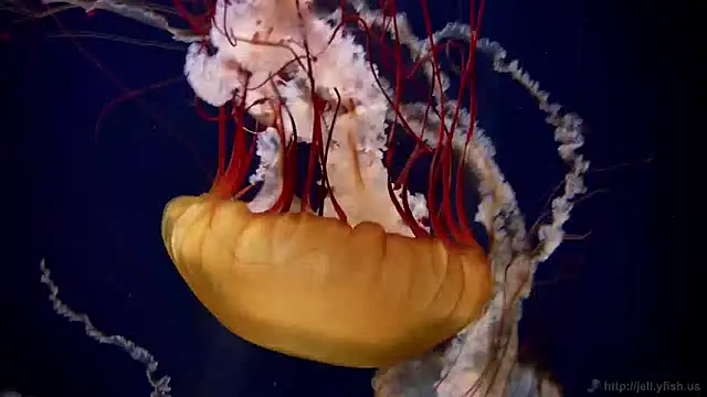 streamy test12 online show from December 27, 8:13 am