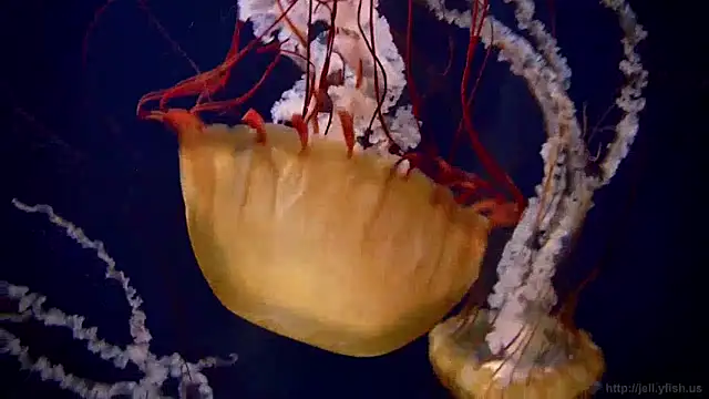 streamy test12 online show from January 15, 8:09 am