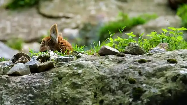 streamy test12 online show from January 23, 8:15 am