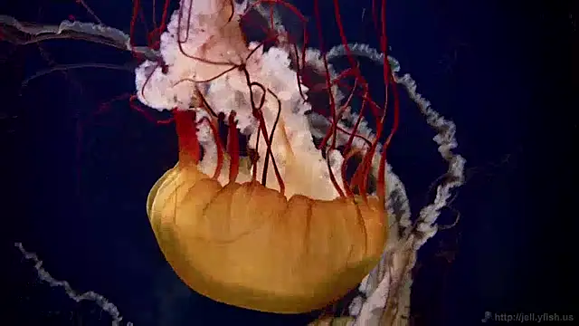 streamy test12 online show from January 28, 8:14 am