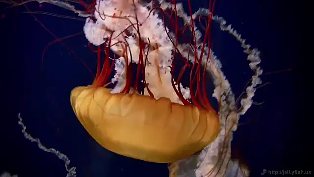 streamy test12 online show from February 4, 8:13 am