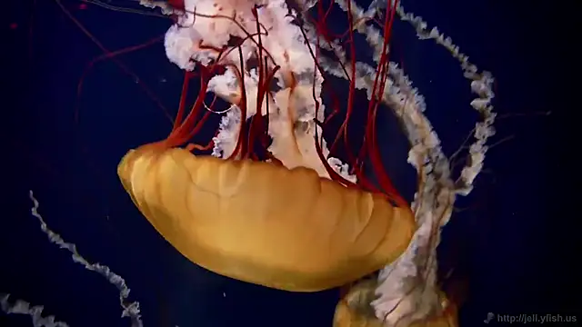 streamy test12 online show from March 4, 8:13 am