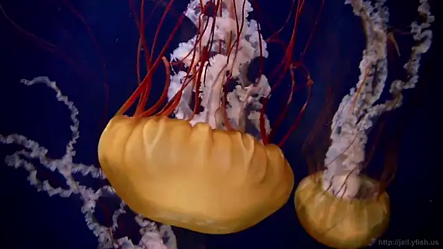 streamy test12 online show from March 5, 8:32 am