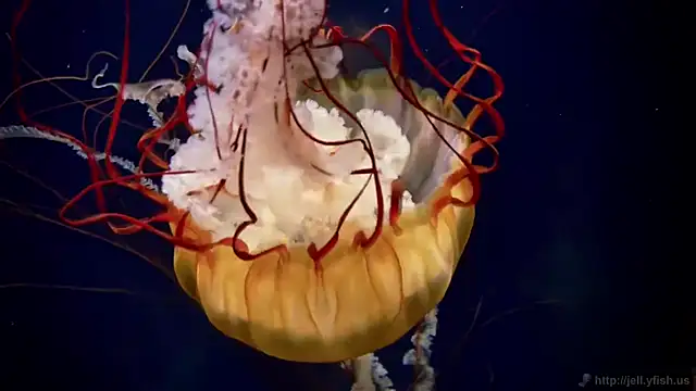 streamy test12 online show from September 23, 5:21 am