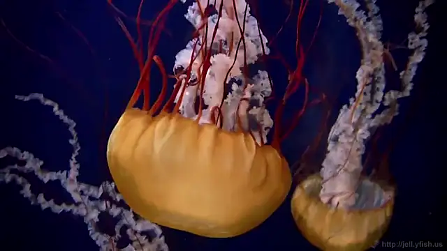 streamy test12 online show from September 25, 1:37 pm