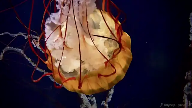 streamy test12 online show from October 22, 8:36 am