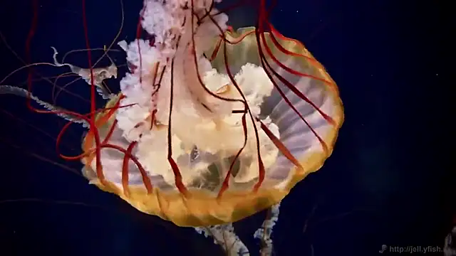 streamy test12 online show from December 4, 1:53 pm