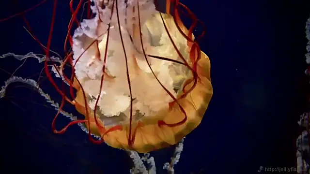 streamy test12 online show from March 31, 8:26 am