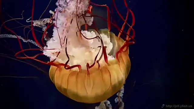 streamy test12 online show from April 7, 9:32 am