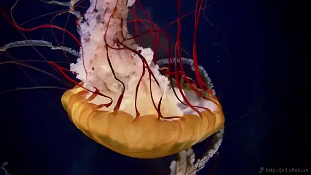 streamy test12 online show from April 21, 1:17 pm