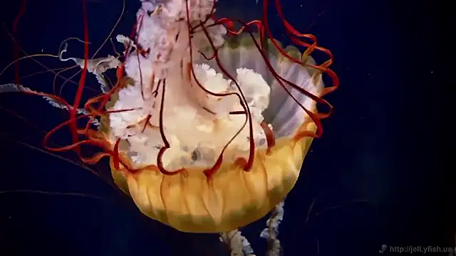 streamy test15 online show from November 4, 11:53 am